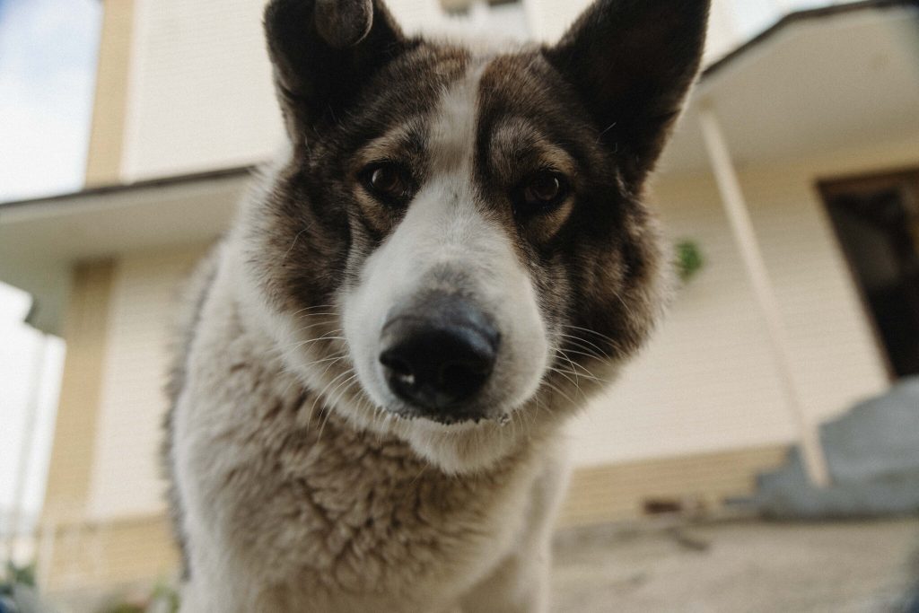 how to help stray dogs